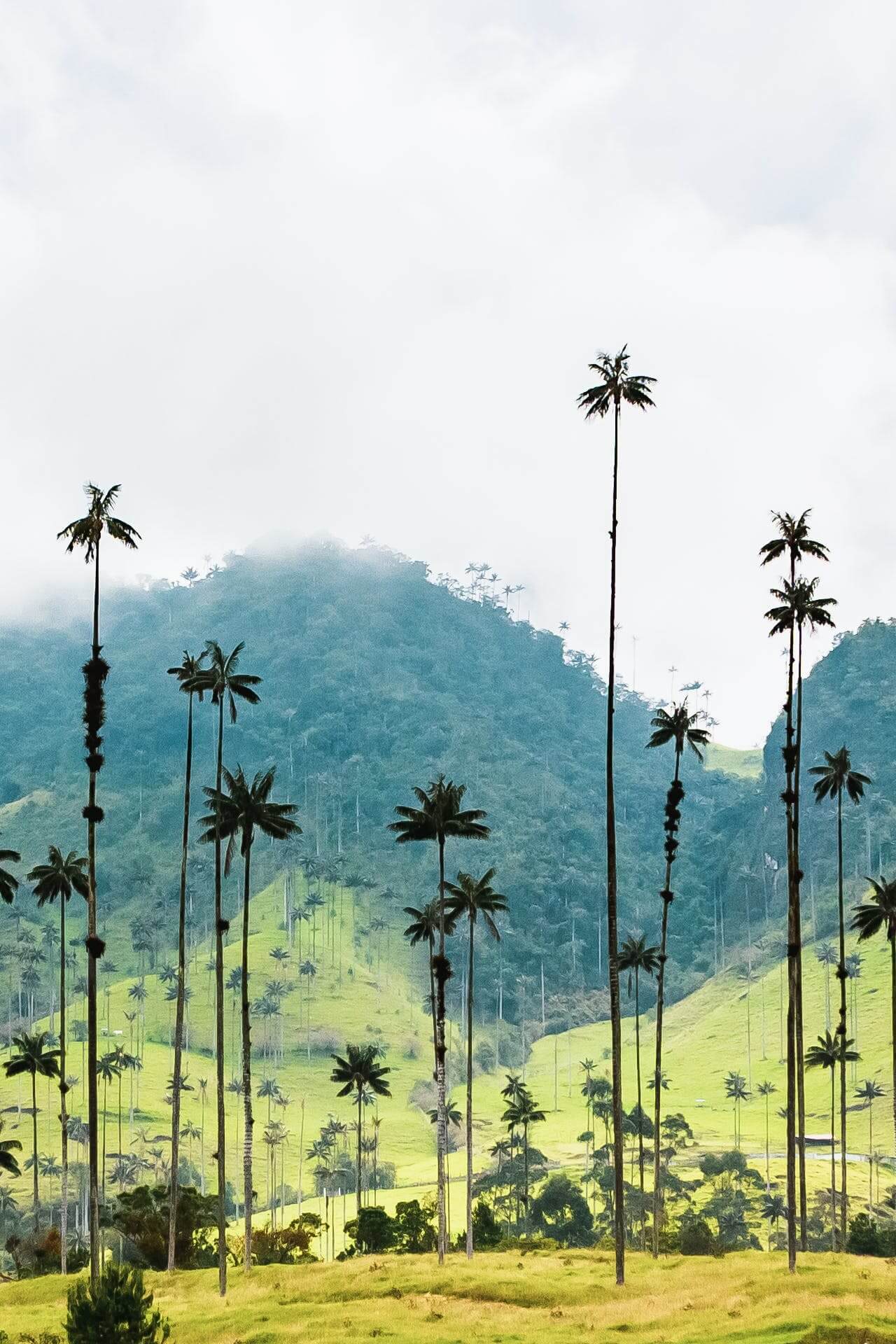 Eje Cafetero, Colombia